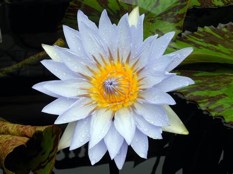 Blue water lily. Things To Know About Blue water lily. 